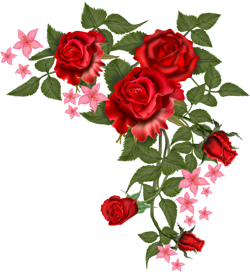 уголок из красной розы
